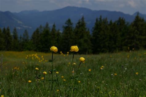 Natur Landschaft Alpen Kostenloses Foto Auf Pixabay Pixabay