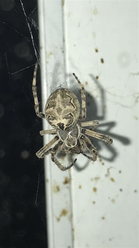 Unidentified spider in Carleton Place, Ontario Canada