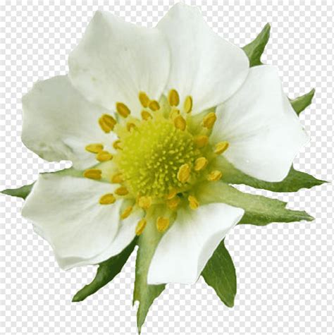 Flor Blanca Flor Blanca Blanco Flor Reino Libre Png Pngwing