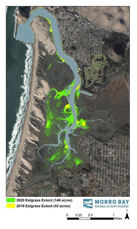 Eelgrass Habitat Rebounding In Morro Bay Estuary