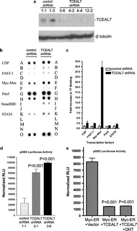 TCEAL7 Modulates DNA Binding Activities Of Specific Transcription