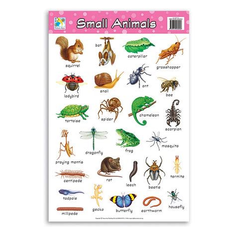 Wall Chart - Small Animals - BOSS - School and Office Supplies