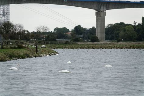 Canards Souchets Sorties