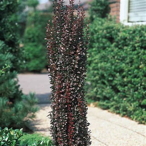 Berberis Thunbergii F Atropurpurea Helmond Pillar Japanese Barberry Helmond Pillar