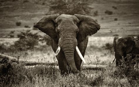 Elephant Screensavers And Wallpaper (69+ images)