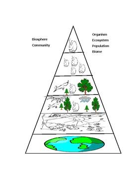 Levels Of Organization In An Ecosystem By Angie Farinholt Tpt