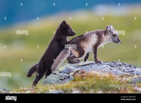 Arctic fox pups playing Stock Photo - Alamy