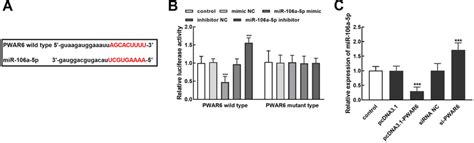 Validation Of The Interaction Of Pwar6 With Mir 106a 5p A The