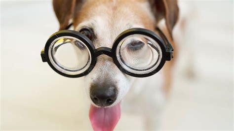 A Vision Glasses Dog. Shallow Depth of Field Stock Footage - Video of domestic, cool: 182363140