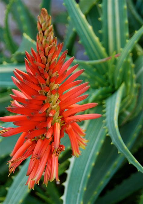 Aloe Arborescens Flower Stalk Dsc1279 Photo By Michael Bu Flickr