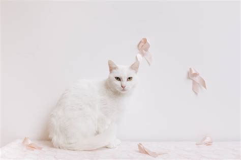 Breast Cancer in Cats: Causes, Symptoms, & Treatment - Cats.com