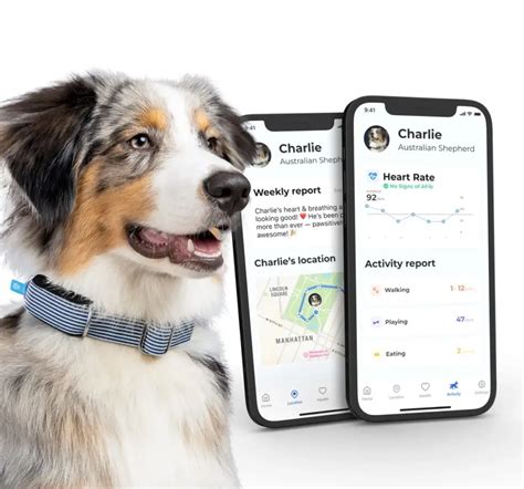 Ces Invoxia Minitailz Smart Pet Tracker Allows You To Monitor