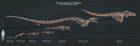 Rushelle.com - The Evolution of Toothed Whales (Skeletal Study)