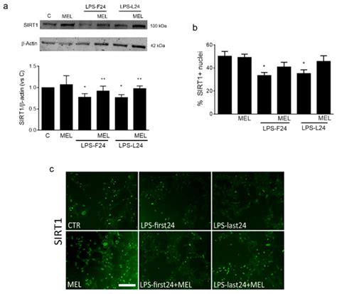 Hmc Human Microglial Cell Line Atcc Bioz