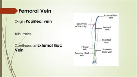 Femoral Triangle