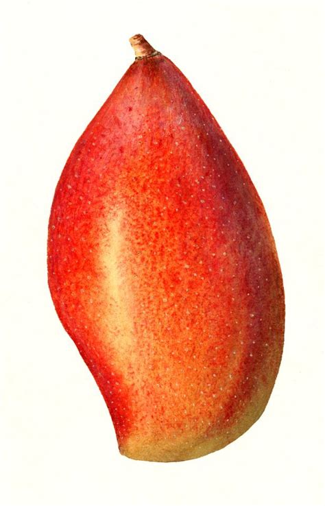 Mango Mangifera Indica By Ellen Isham Schutt Free Stock