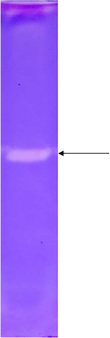 Zymogram On Casein Of The Extracellular Proteolytic Extract Of The