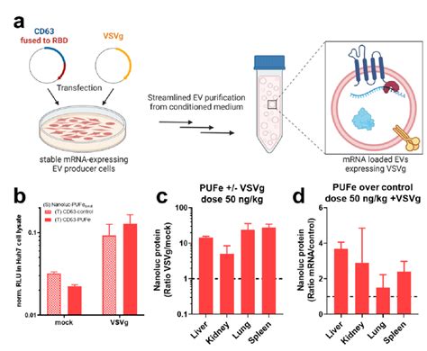 Co Expression Of The Viral Fusogen Vsvg Substantially Increases Ev