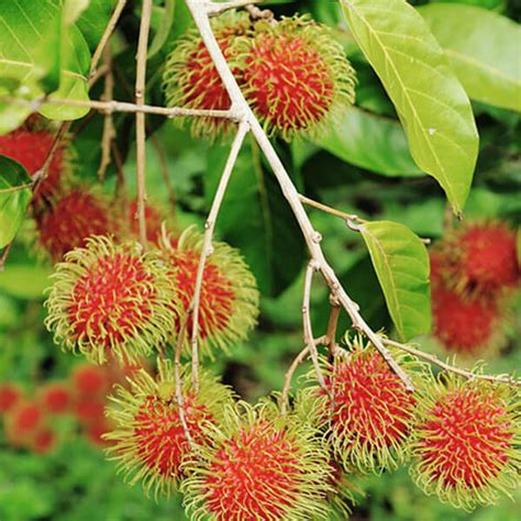 Rambutan (රඹුටන්) – be a tree