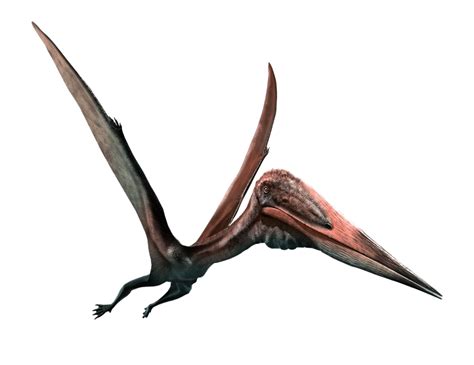 Pterosaurs PNG Picture PNG All