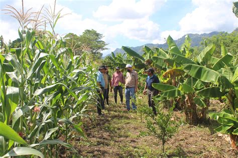 Promueven Pr Cticas Agr Colas Innovadoras Agrodiario