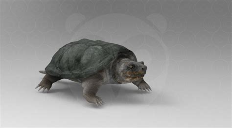 turtle model turbosquid