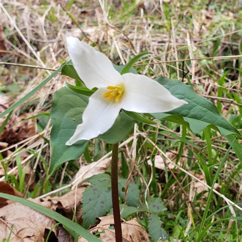 Best Trillium Images On Pholder Earth Porn Ontario And Oregon