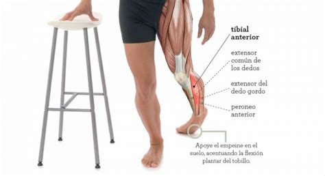 C Mo Estirar El Tibial Anterior Jl Fisios