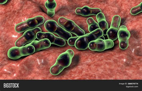 Spore Forming Bacteria Image And Photo Free Trial Bigstock