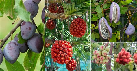 exotic fruits    world balcony garden web