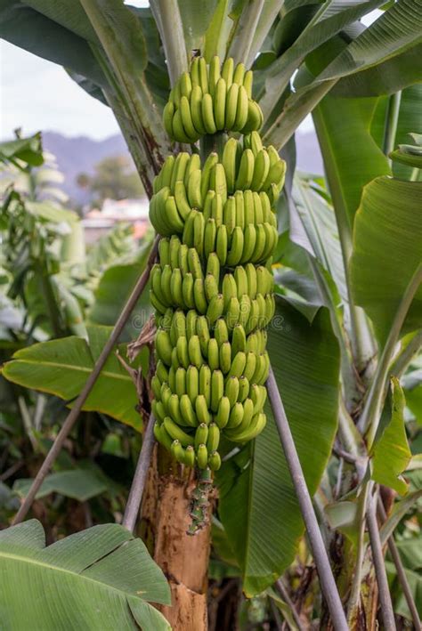 Green Banana Tree With A Bunch Of Bananas Stock Photo Image Of