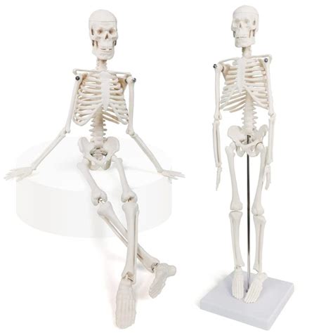 Mini Human Skeleton Model For Anatomy Kico Scientific