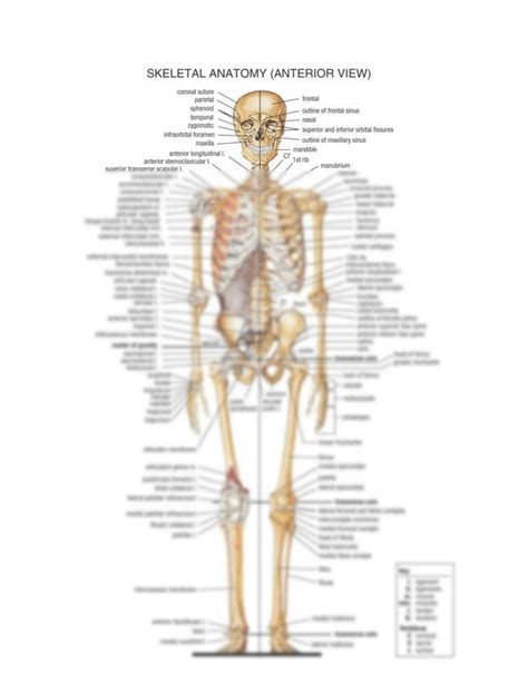 Free Skeletal System Printable Work Sheets Homemade Heather