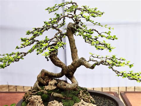 Complete Fukien Tea Bonsai Tree Guide Hooked On Bonsai