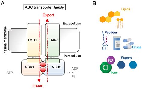 Abc Transporters In T Cell Mediated Physiological And Pathological