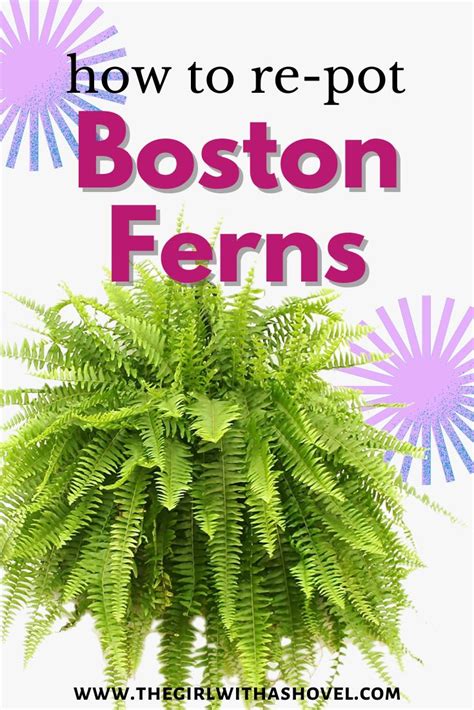 How To Repot A Boston Fern In 5 Simple Steps The Girl With A Shovel