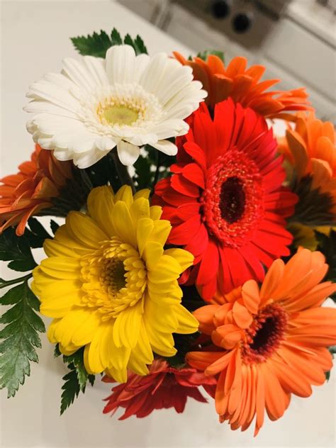 Domenic Graziano Flowers 16 Reviews 518 York Rd Warminster Pennsylvania Florists Phone