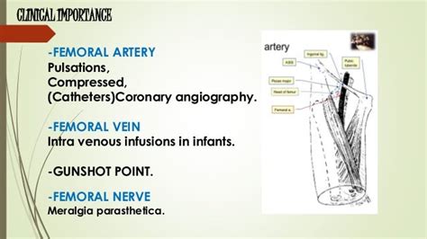 femoral triangle