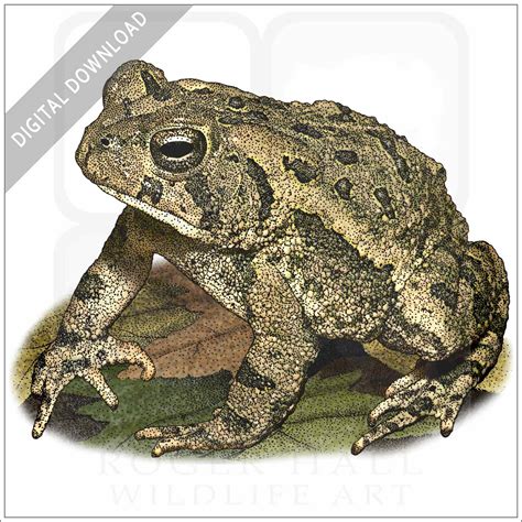 Stock Art Drawing Of A Folwers Toad