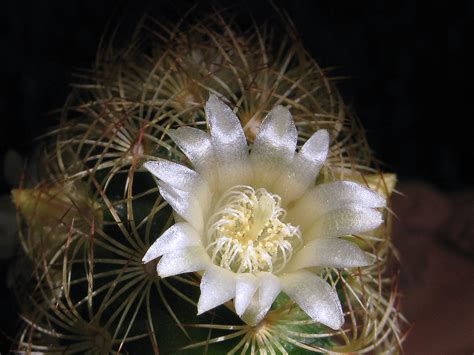 Mammillaria Elongata Un Cactus Corriente Pero Muy Bonito