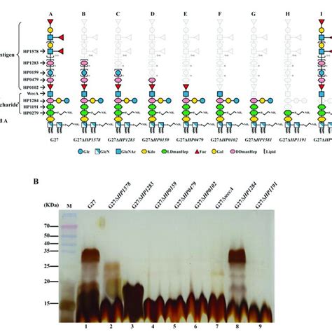 LPS Structural Characterization Of H Pylori LPS Mutants A Chemical