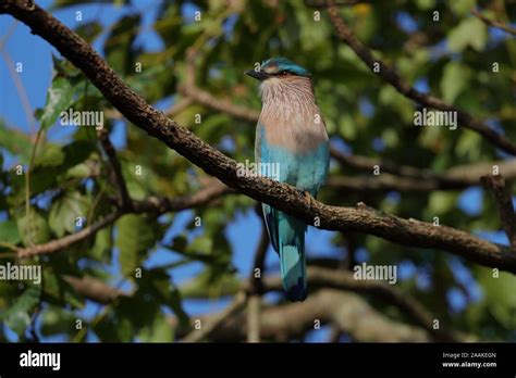 The Indian roller is a bird of the family Coraciidae, the rollers. It ...