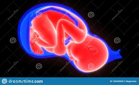 F Tus Baby In Der Geb Rmutter Anatomie Stock Abbildung Illustration