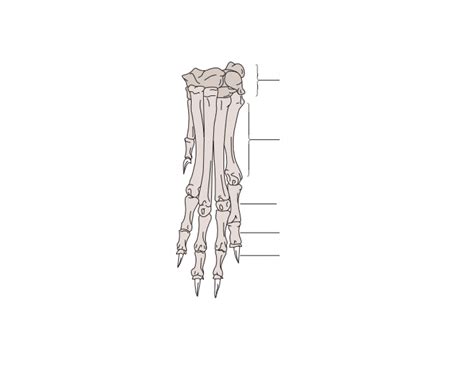 Veterinary Anatomy: Paw Quiz