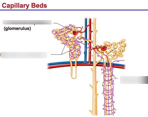 capillary beds Diagram | Quizlet