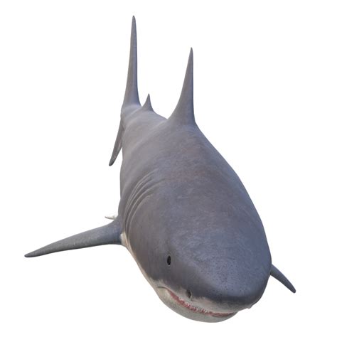 Swimming Shark Illustration 27257670 Png