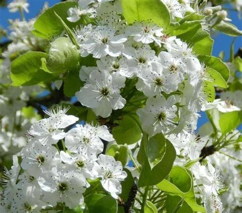 Lei Sierpeer Pyrus Calleryana Chanticleer Leiboom Bestellen En Bezorgen