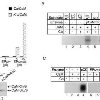 Camkii Phosphorylates Stat S In Vitro A Upper Kinase Assays Were