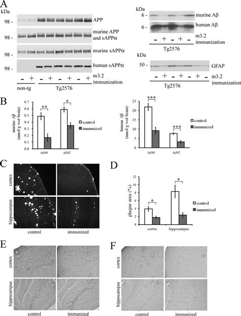 Human And Murine APP Metabolite Levels And A Plaque Burden In The