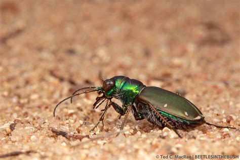 The Festive Tiger Beetle In Southeast Missouri Beetles In The Bush